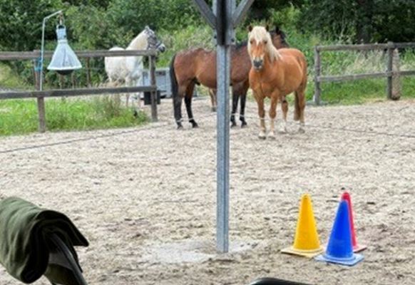 Vergaderen Paarden