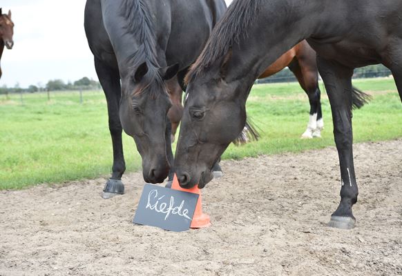 paarden bij een bordje met 'liefde' erop