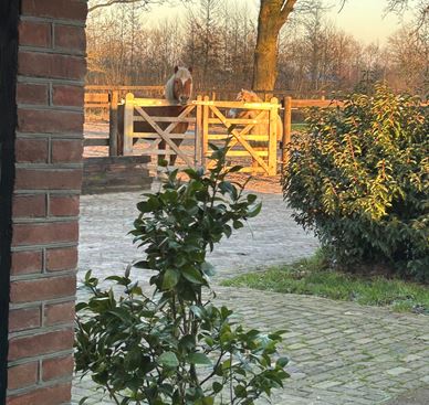 Uitzicht B&B met paarden