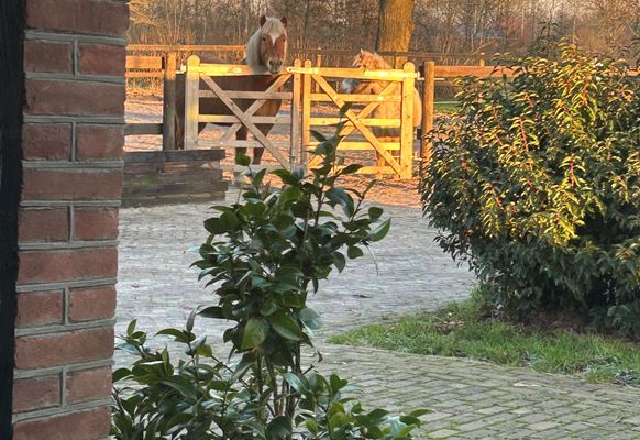 Uitzicht B&B met paarden