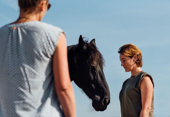 Paardencoaching sessie